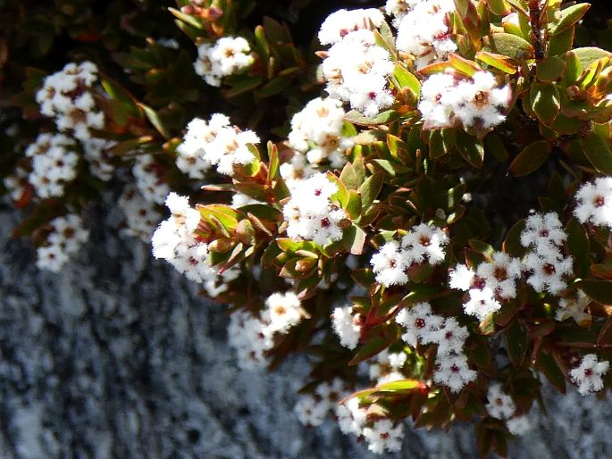 Leucopogon oreophilus