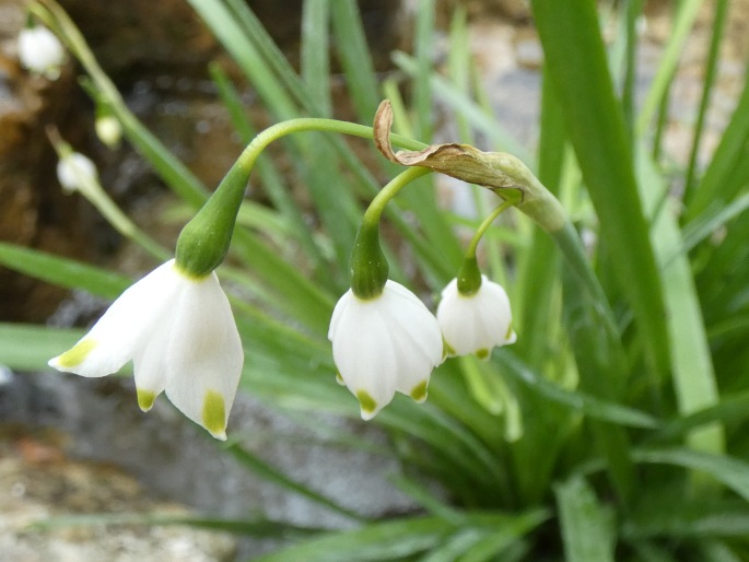 Leucojum pulchellum