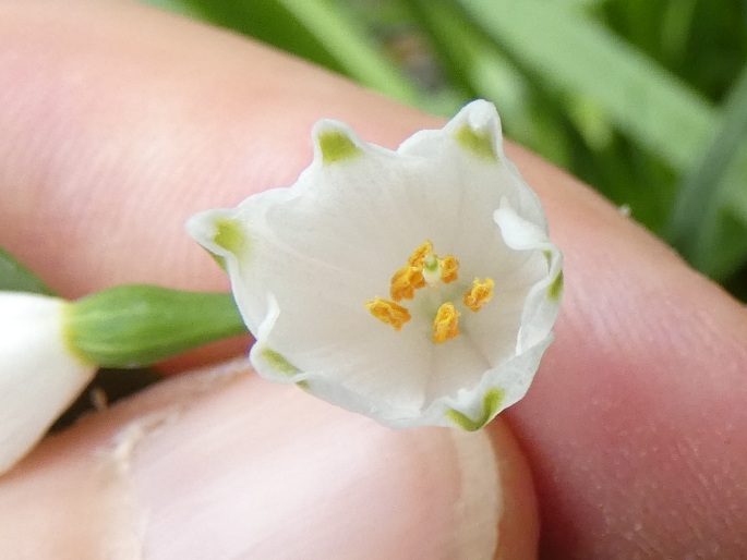 Leucojum pulchellum