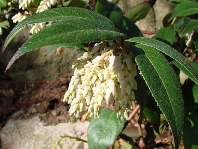 Leucothoë axillaris