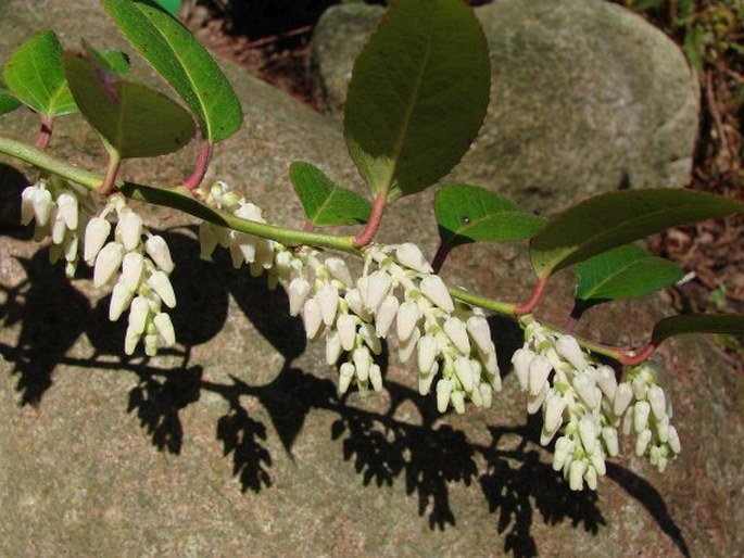 Leucothoë axillaris