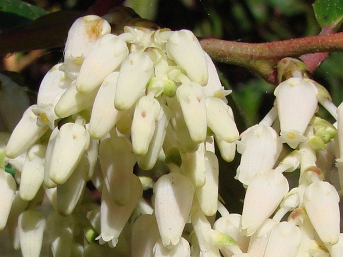 Leucothoë axillaris