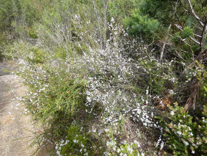 Leucopogon virgatus