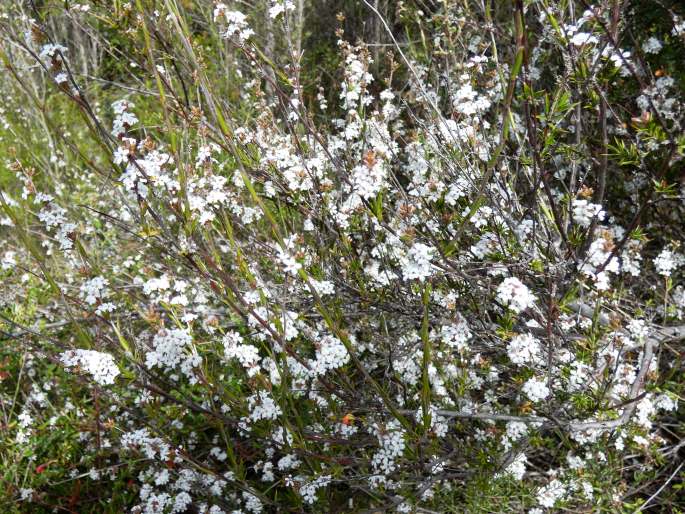 Leucopogon virgatus