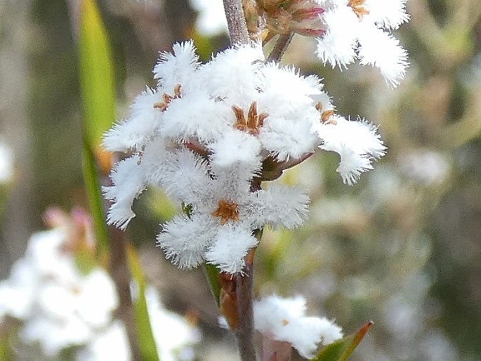 Leucopogon virgatus