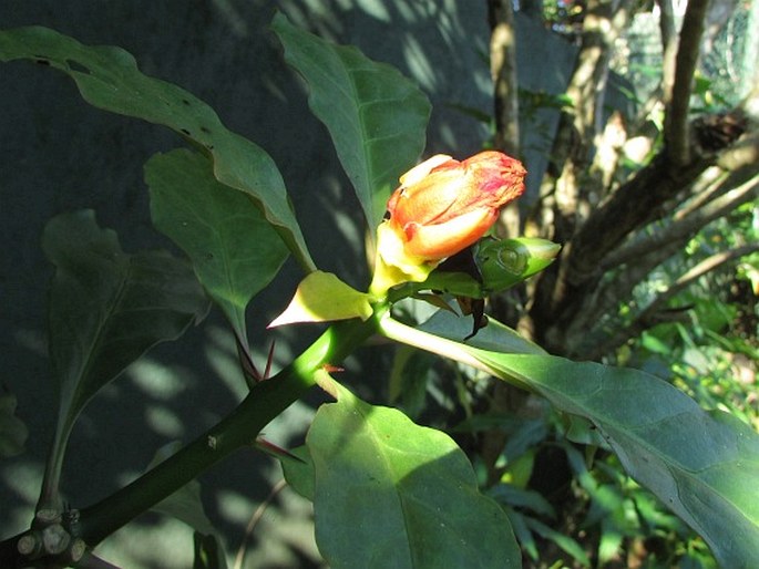 Leuenbergeria bleo