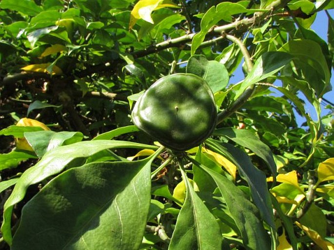 Leuenbergeria bleo