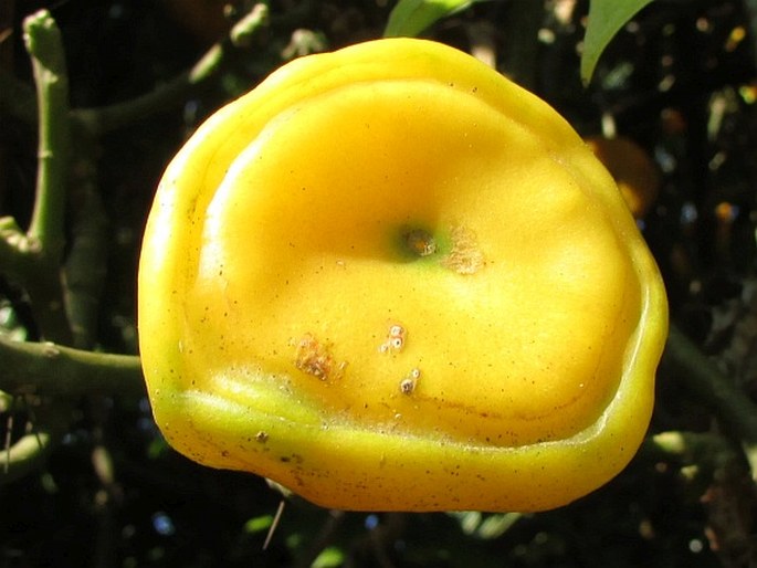 Leuenbergeria bleo