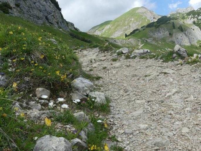 Leucanthemum halleri