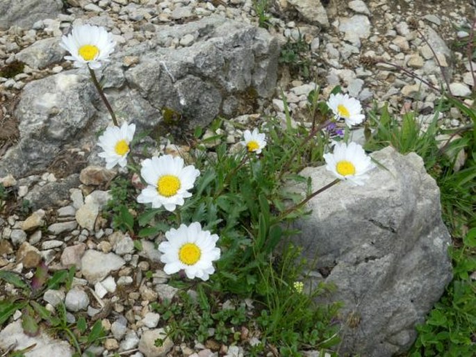 Leucanthemum halleri