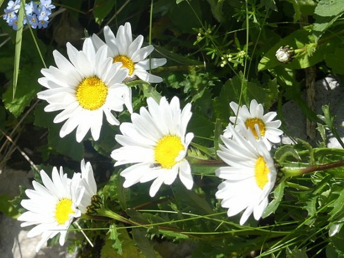 Leucanthemum halleri