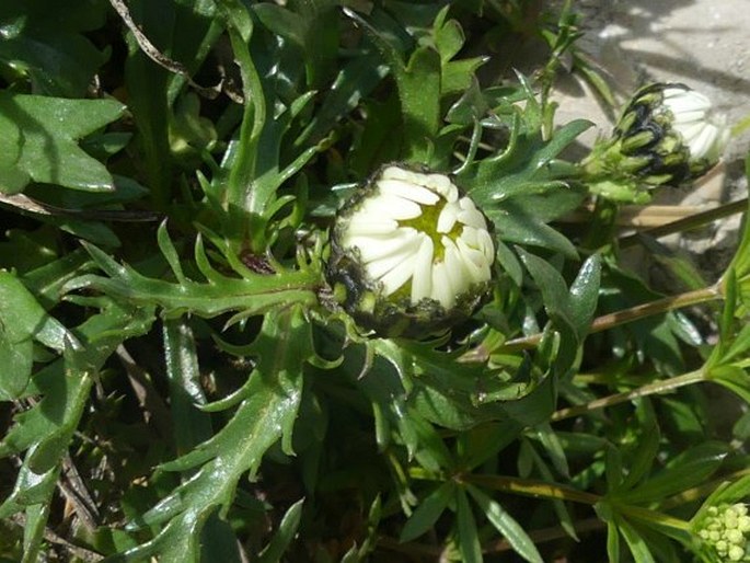 Leucanthemum halleri