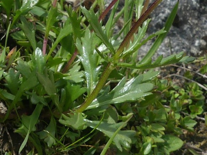 Leucanthemum halleri