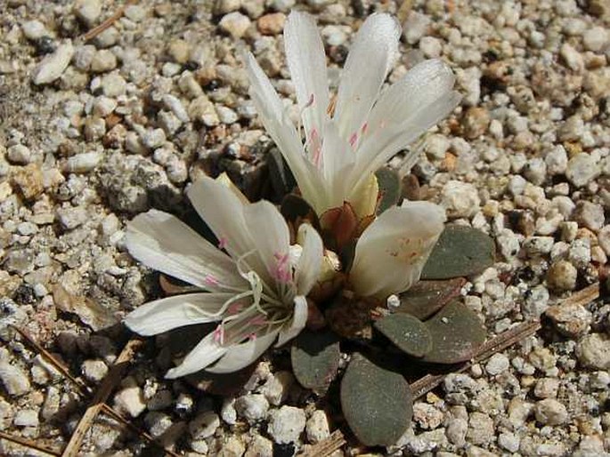 Lewisia kelloggii