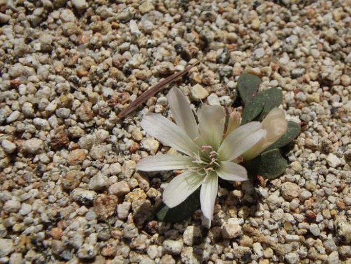 Lewisia kelloggii