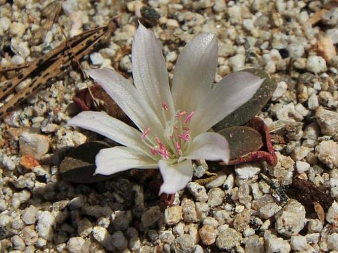 LEWISIA KELLOGGII K. Brandegee - levisie Kelloggova