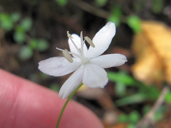 Libertia pulchella