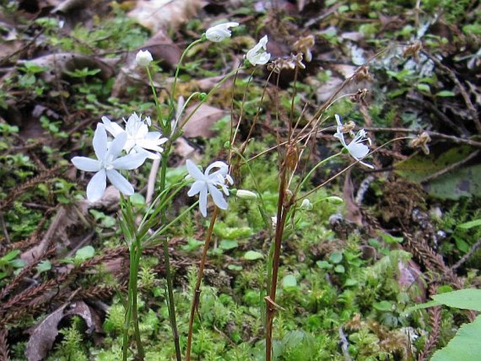 Libertia pulchella