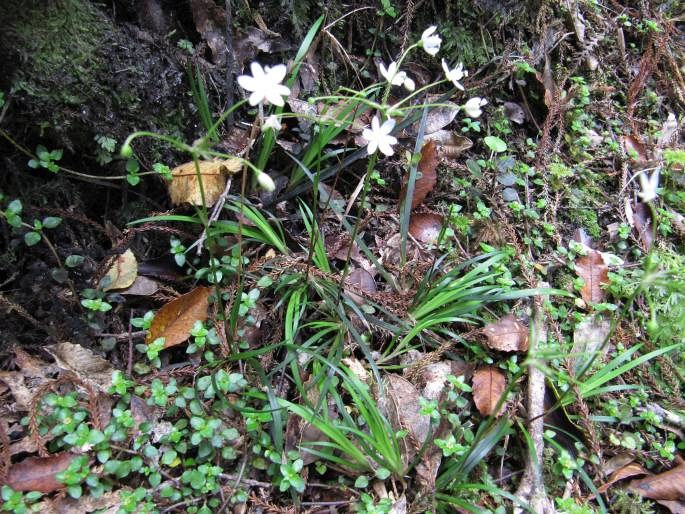 Libertia pulchella