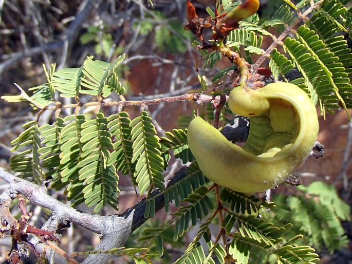 Libidibia coriaria