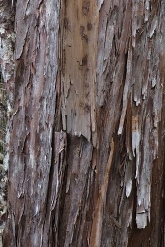 Libocedrus bidwillii