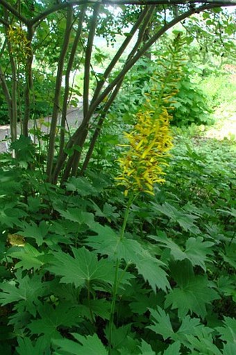 Ligularia przewalskii