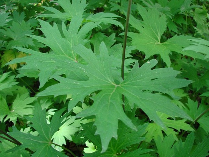 Ligularia przewalskii