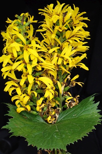 Ligularia stenocephala