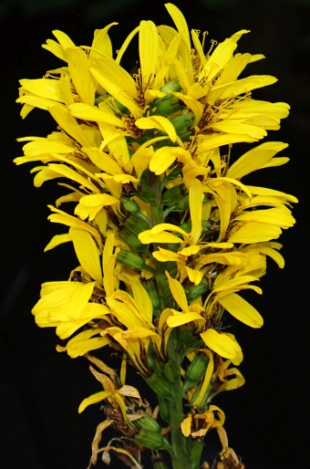 Ligularia stenocephala