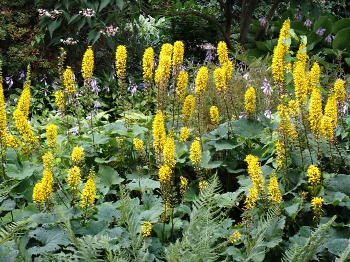 Ligularia stenocephala