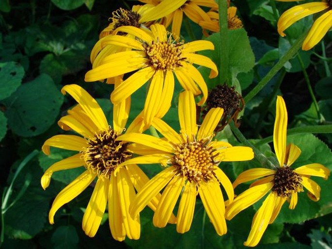 Ligularia dentata