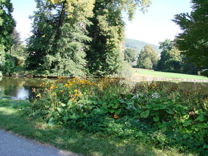 Ligularia dentata