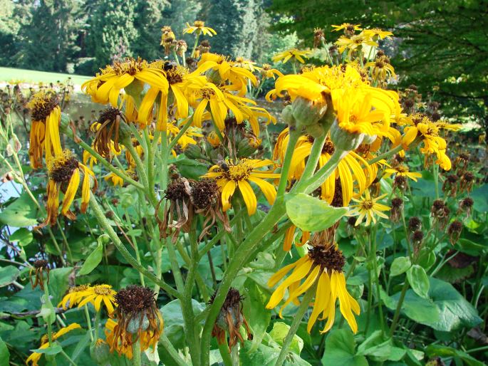 Ligularia dentata