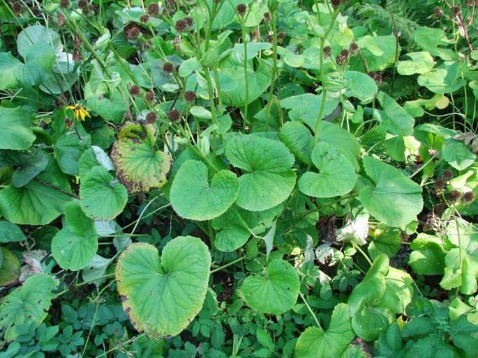 Ligularia dentata