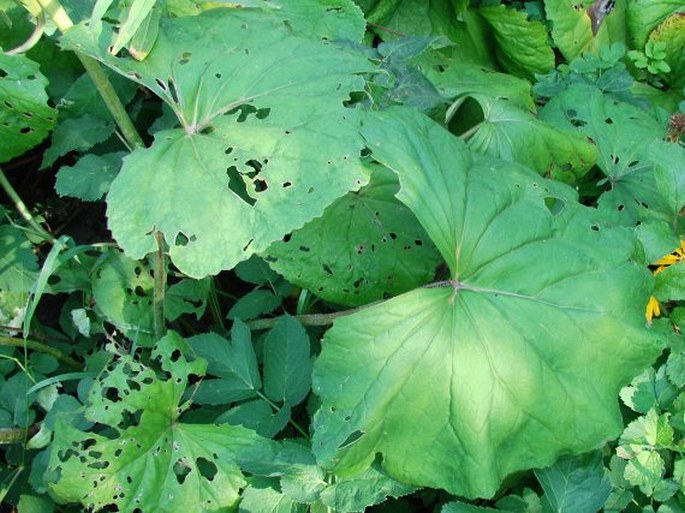 Ligularia dentata