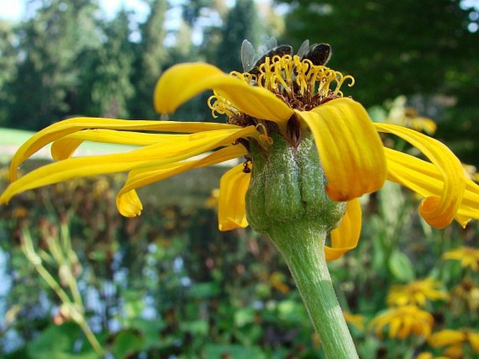 Ligularia dentata