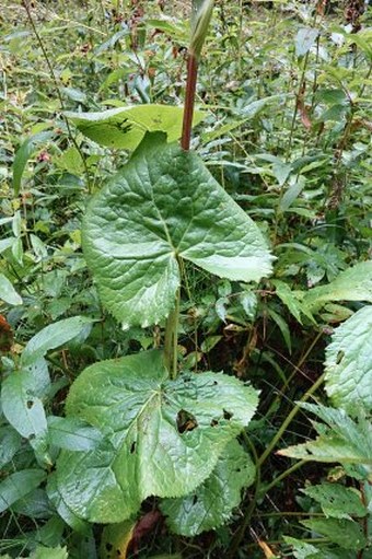 Ligularia sibirica