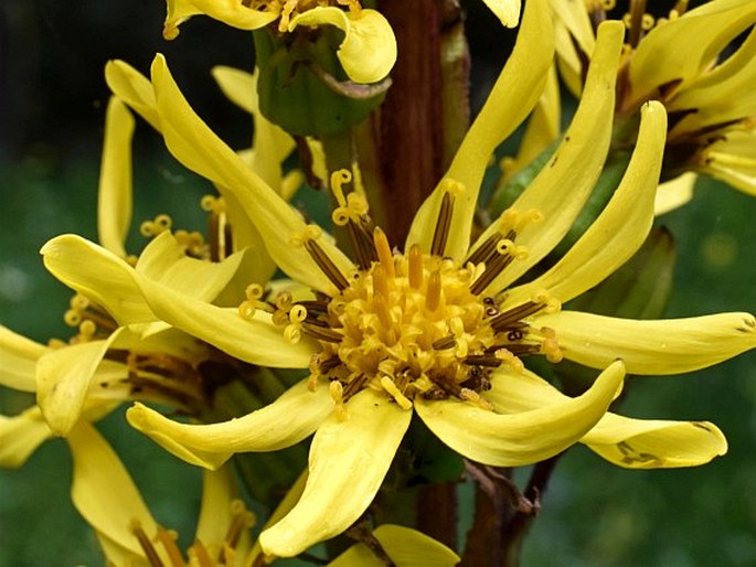 Ligularia sibirica