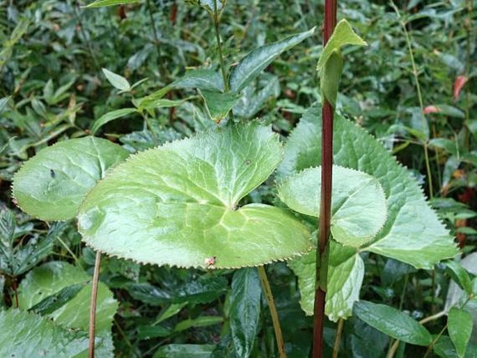 Ligularia sibirica