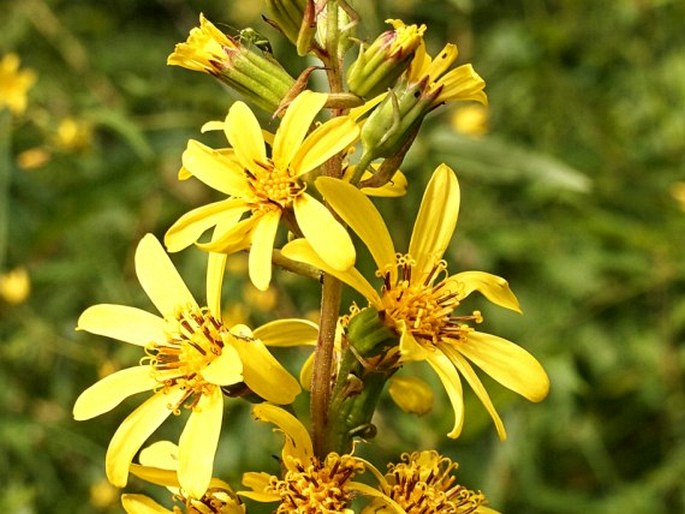 Ligularia sibirica