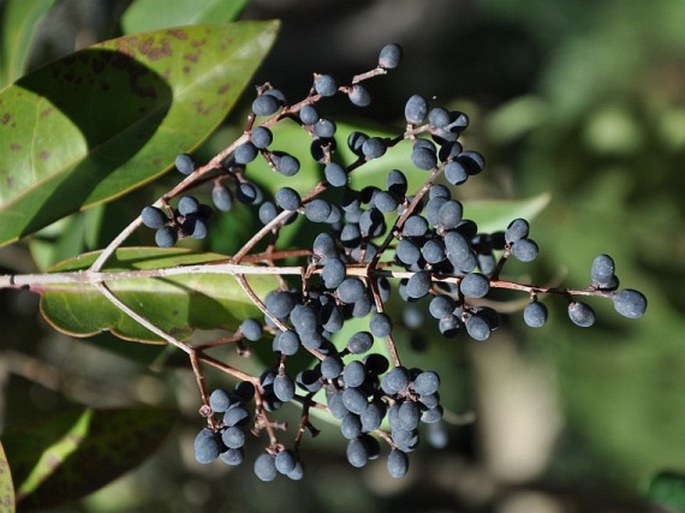 Ligustrum lucidum