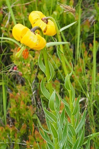 Lilium albanicum