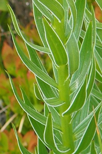 Lilium albanicum