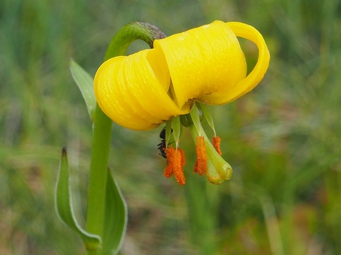 LILIUM ALBANICUM Griseb. – lilie / ľalia