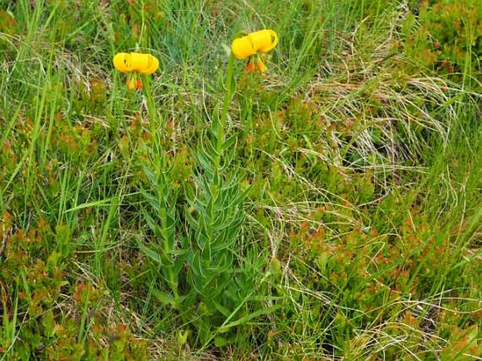 Lilium albanicum