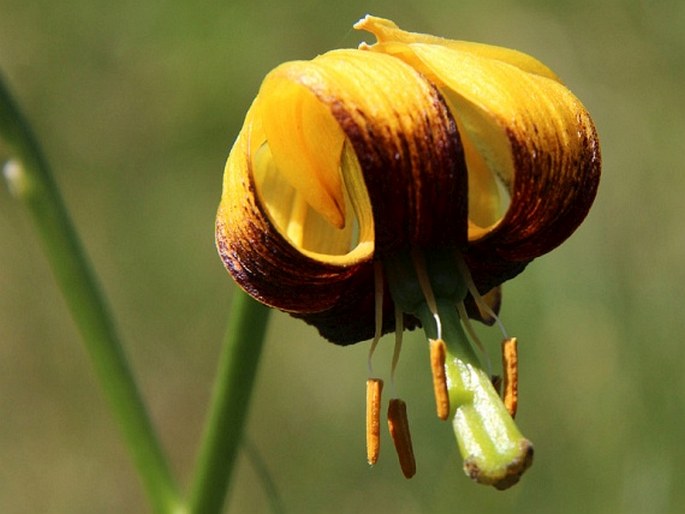 Lilium bosniacum