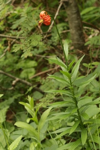 Lilium carniolicum