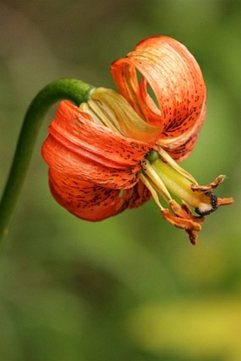 Lilium carniolicum