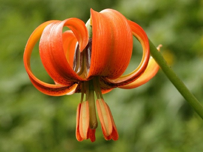 LILIUM CARNIOLICUM Bernh. ex W. D. J. Koch – lilie / ľalia