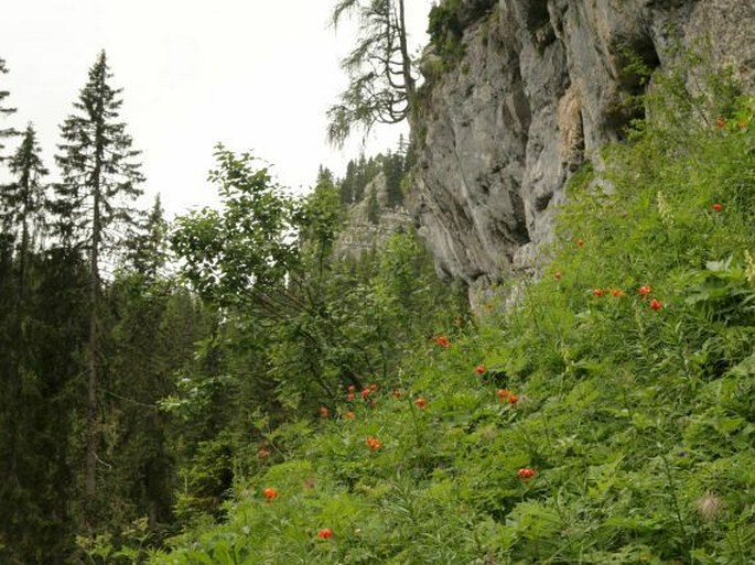 Lilium carniolicum